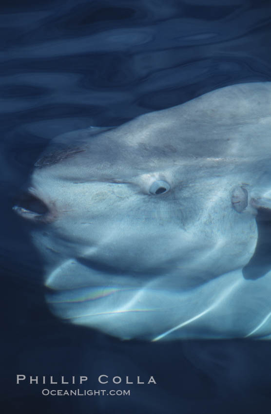 Ocean sunfish viewed from above water. San Diego, California, USA, Mola mola, natural history stock photograph, photo id 06450