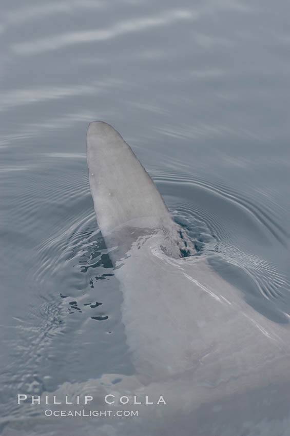 Ocean sunfish swimming with its dorsal fin breaking the ocean surface (sometimes mistaken for a shark).  Open ocean. San Diego, California, USA, Mola mola, natural history stock photograph, photo id 07178