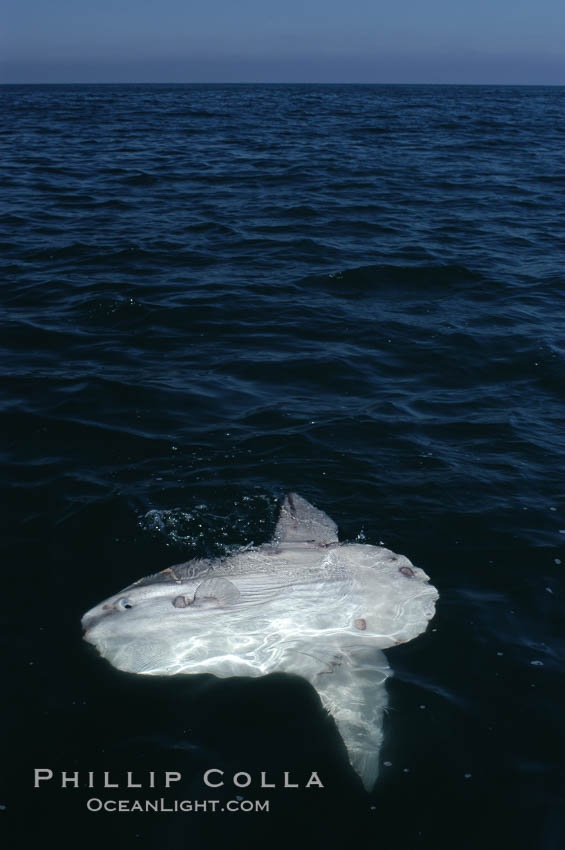Ocean sunfish basking flat on the ocean surface.  Open ocean offshore of San Diego. California, USA, Mola mola, natural history stock photograph, photo id 07518