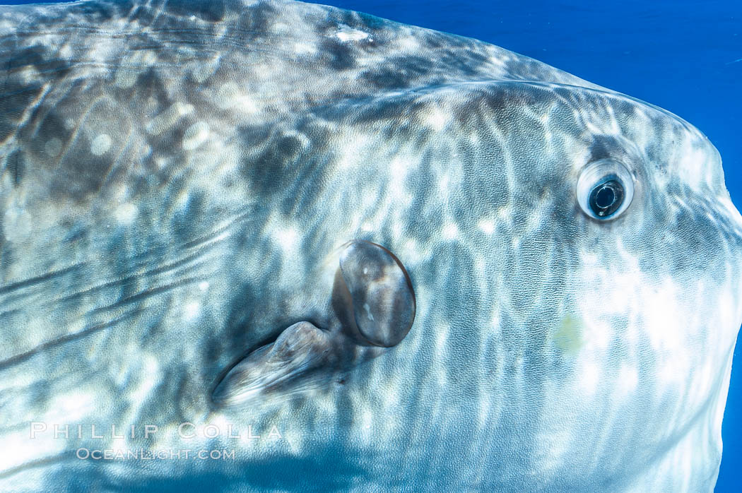 Eye (right), round gill operculum and tiny pectoral fin (left) of an ocean sunfish, open ocean. San Diego, California, USA, Mola mola, natural history stock photograph, photo id 10006