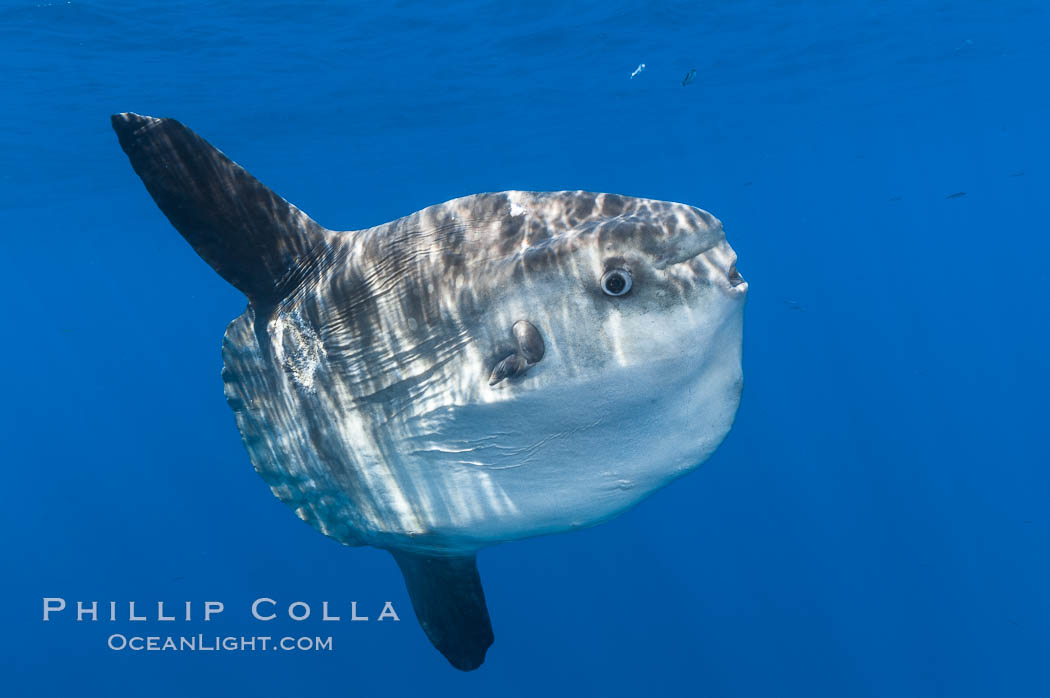 Ocean sunfish, open ocean. San Diego, California, USA, Mola mola, natural history stock photograph, photo id 10010