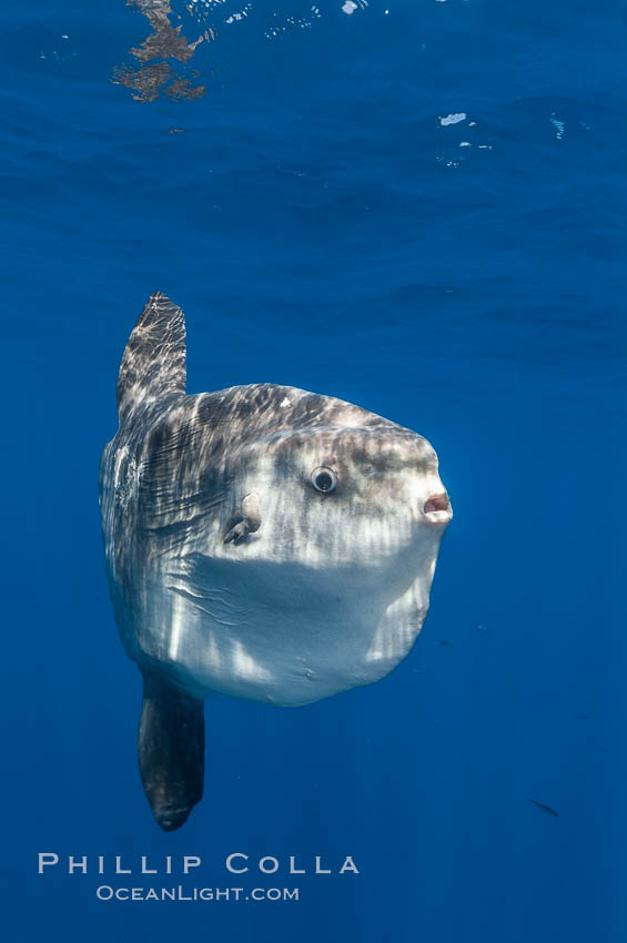 Ocean sunfish, open ocean. San Diego, California, USA, Mola mola, natural history stock photograph, photo id 10026