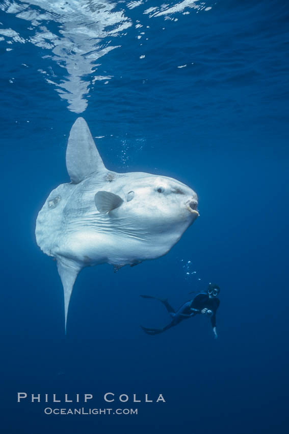 Ocean sunfish and photographer, open ocean. San Diego, California, USA, natural history stock photograph, photo id 36294
