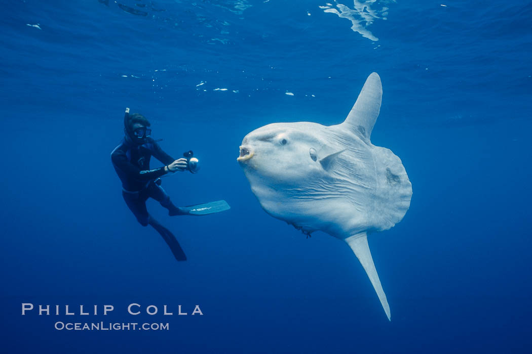 Ocean sunfish and photographer, open ocean. San Diego, California, USA, natural history stock photograph, photo id 36298