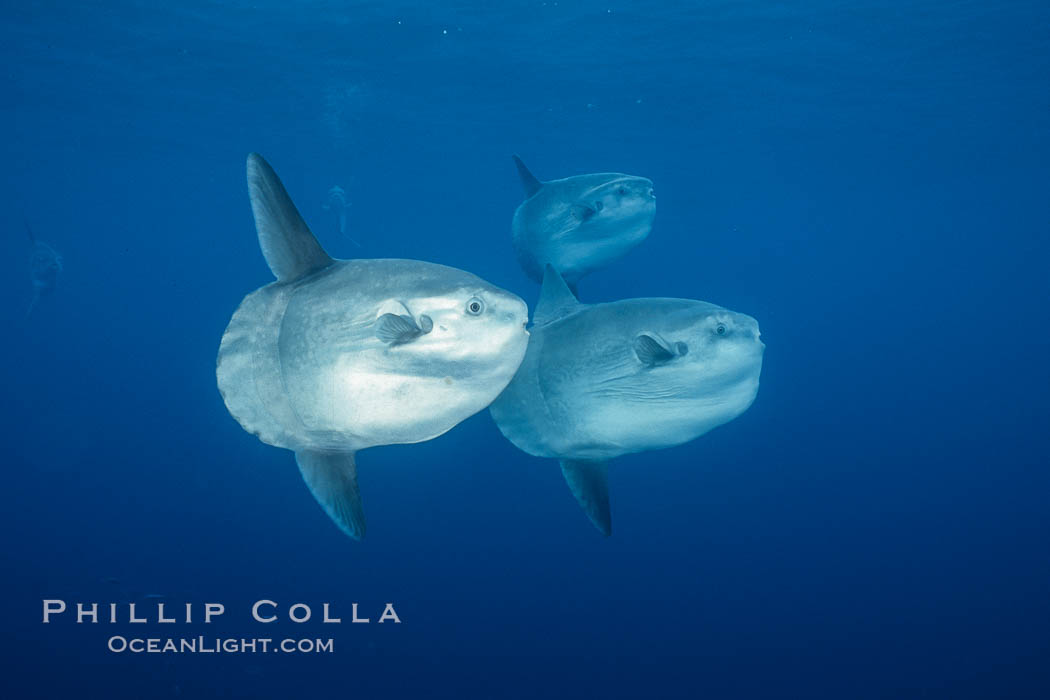 Ocean sunfish schooling, open ocean, Baja California., natural history stock photograph, photo id 36306