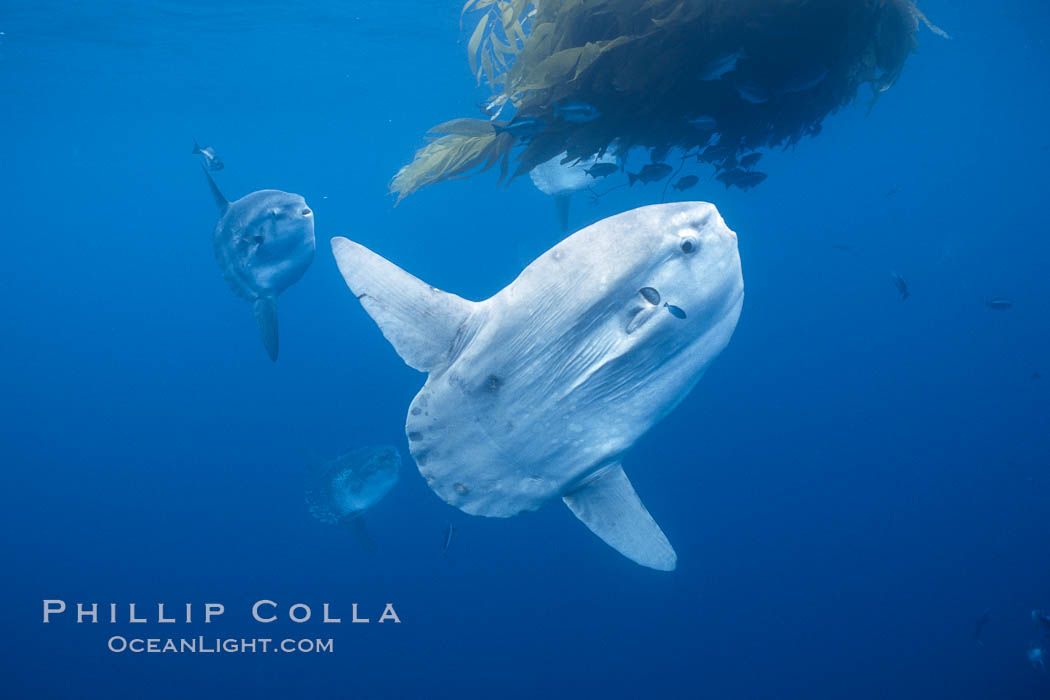 Ocean sunfish schooling, open ocean, Baja California., natural history stock photograph, photo id 36310