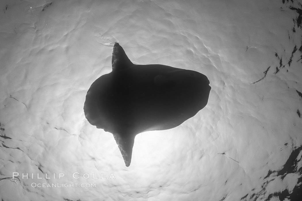 Ocean sunfish viewed from below, sunning/basking at surface, open ocean. San Diego, California, USA, natural history stock photograph, photo id 36314