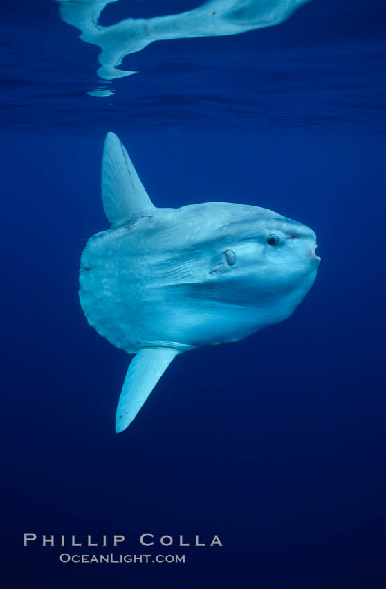 Ocean sunfish, open ocean. San Diego, California, USA, Mola mola, natural history stock photograph, photo id 02886