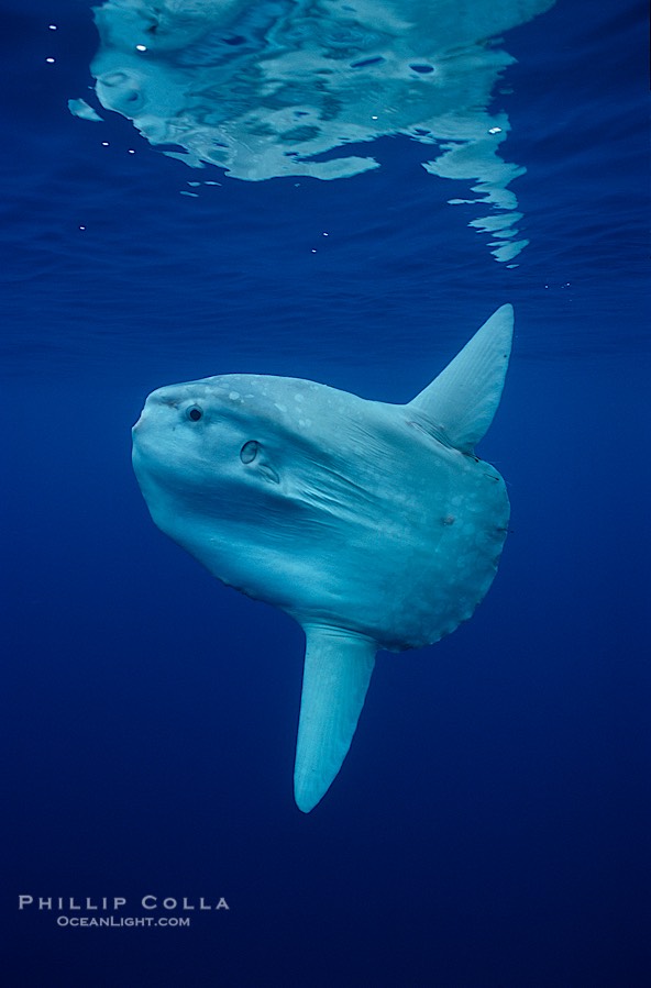 Ocean sunfish, open ocean., Mola mola, natural history stock photograph, photo id 02890