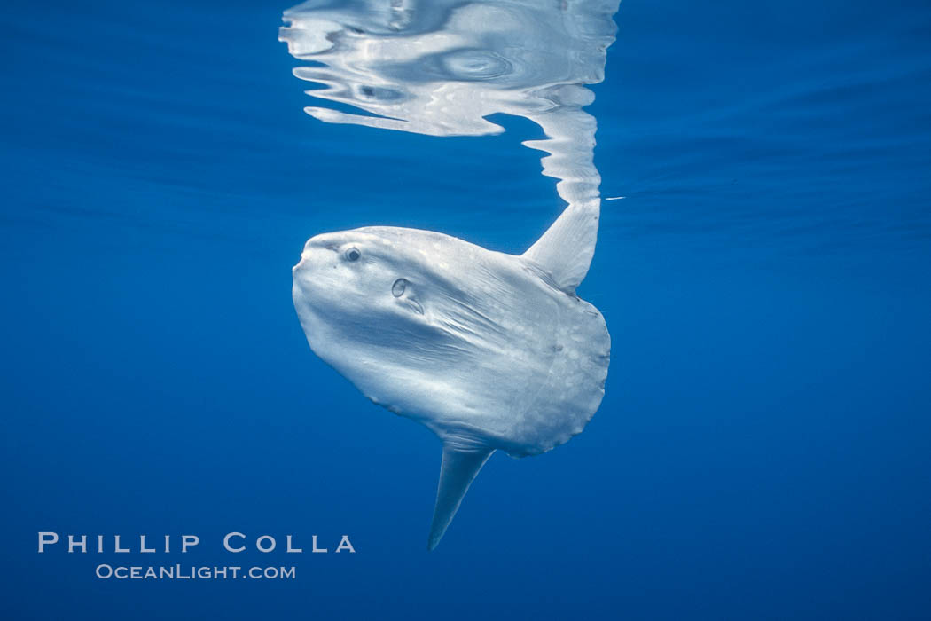 Ocean sunfish, open ocean. San Diego, California, USA, Mola mola, natural history stock photograph, photo id 02898