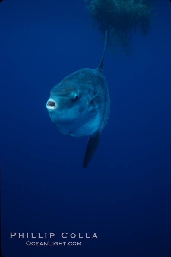 Ocean sunfish, open ocean. San Diego, California, USA, Mola mola, natural history stock photograph, photo id 03166