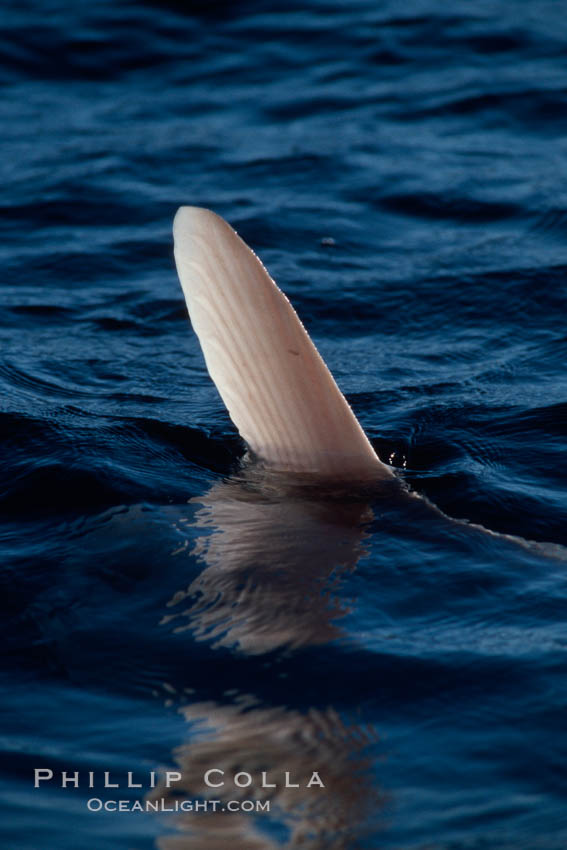 Ocean sunfish, dorsal fin at water surface, open ocean. San Diego, California, USA, Mola mola, natural history stock photograph, photo id 03310