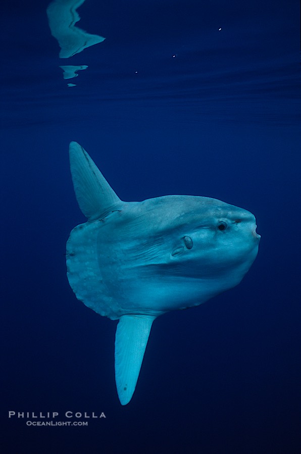 Ocean sunfish, open ocean., Mola mola, natural history stock photograph, photo id 02888