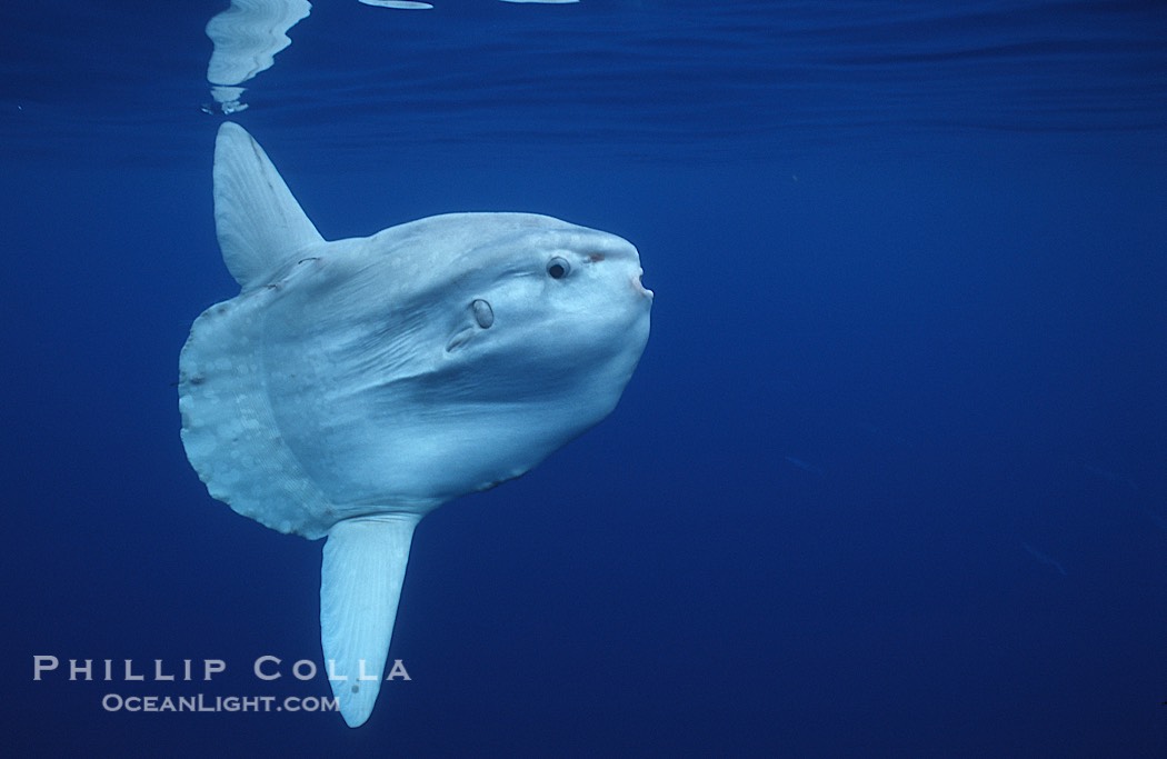 Ocean sunfish, open ocean., Mola mola, natural history stock photograph, photo id 02892