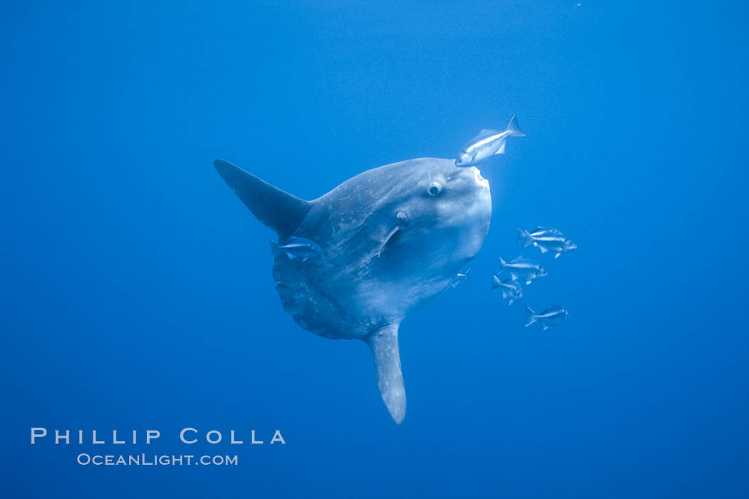 Ocean sunfish, halfmoon perch removing its parasites, open ocean. San Diego, California, USA, Medialuna californiensis, Mola mola, natural history stock photograph, photo id 03168