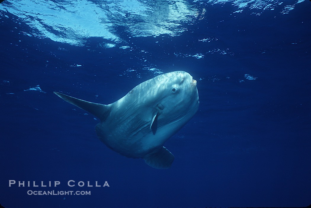 Ocean sunfish, open ocean., Mola mola, natural history stock photograph, photo id 03312