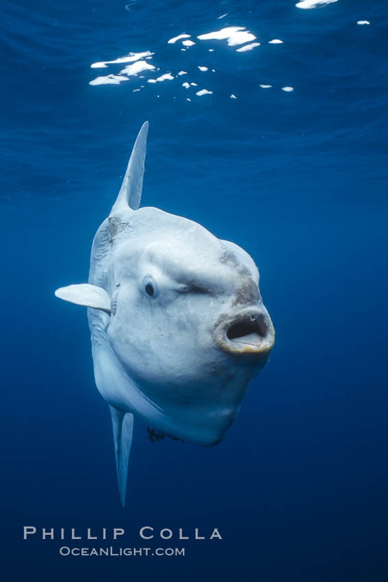 Ocean sunfish, open ocean. San Diego, California, USA, Mola mola, natural history stock photograph, photo id 03320