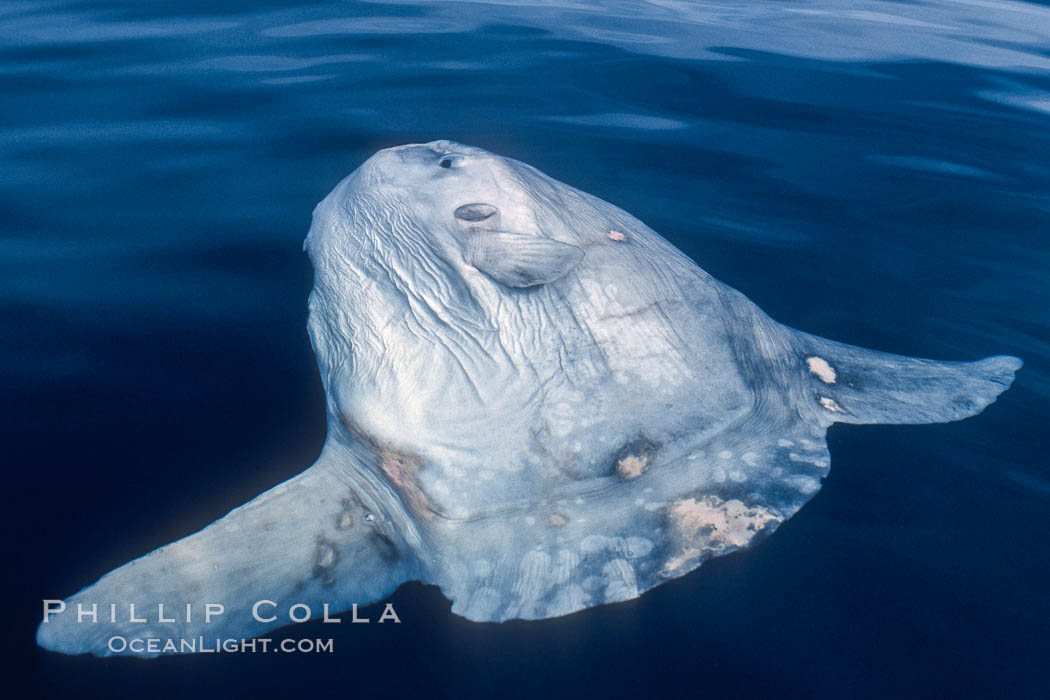 Ocean sunfish, sunning/basking at surface, open ocean. San Diego, California, USA, Mola mola, natural history stock photograph, photo id 03500