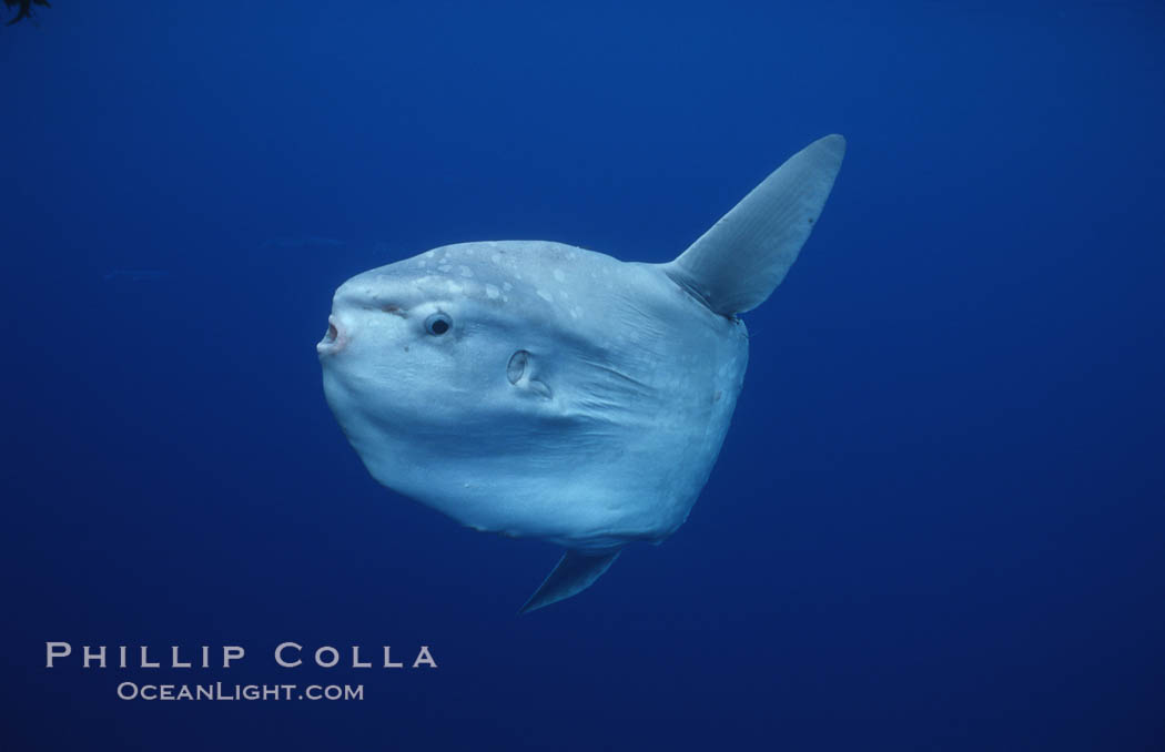 Ocean sunfish, open ocean. San Diego, California, USA, Mola mola, natural history stock photograph, photo id 02891