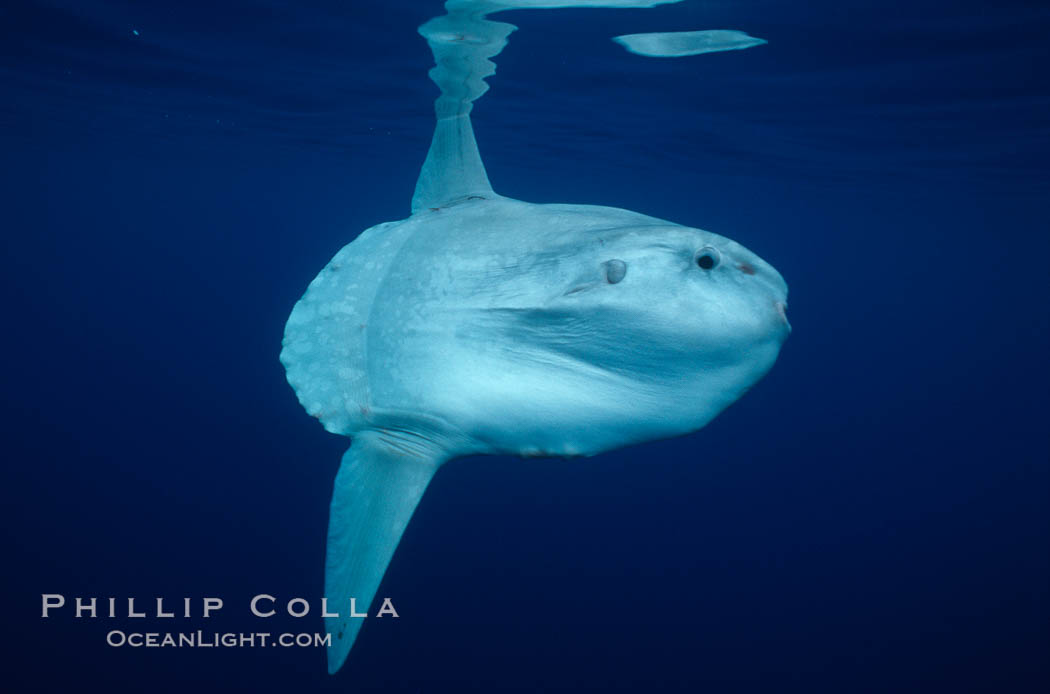 Ocean sunfish, open ocean. San Diego, California, USA, Mola mola, natural history stock photograph, photo id 02899