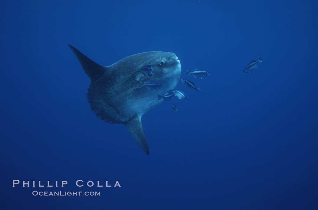 Ocean sunfish, halfmoon perch removing its parasites, open ocean. San Diego, California, USA, Medialuna californiensis, Mola mola, natural history stock photograph, photo id 03167