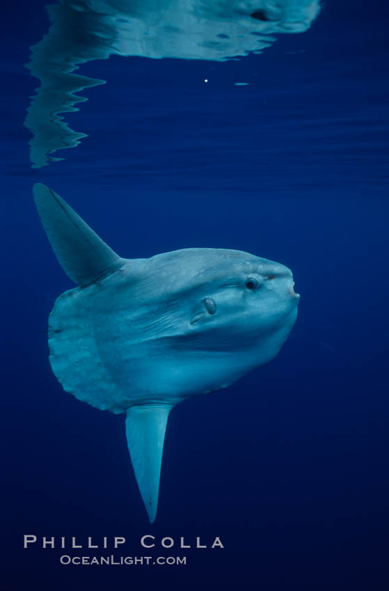 Ocean sunfish, open ocean. San Diego, California, USA, Mola mola, natural history stock photograph, photo id 02885