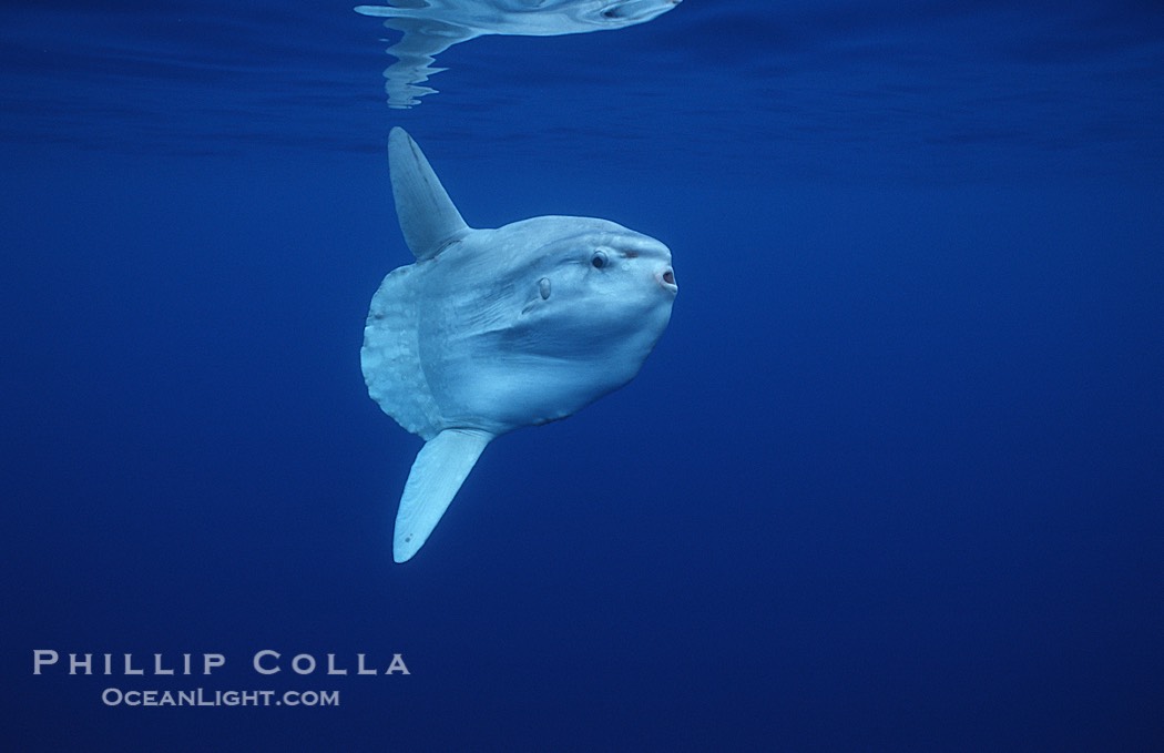 Ocean sunfish, open ocean., Mola mola, natural history stock photograph, photo id 02893