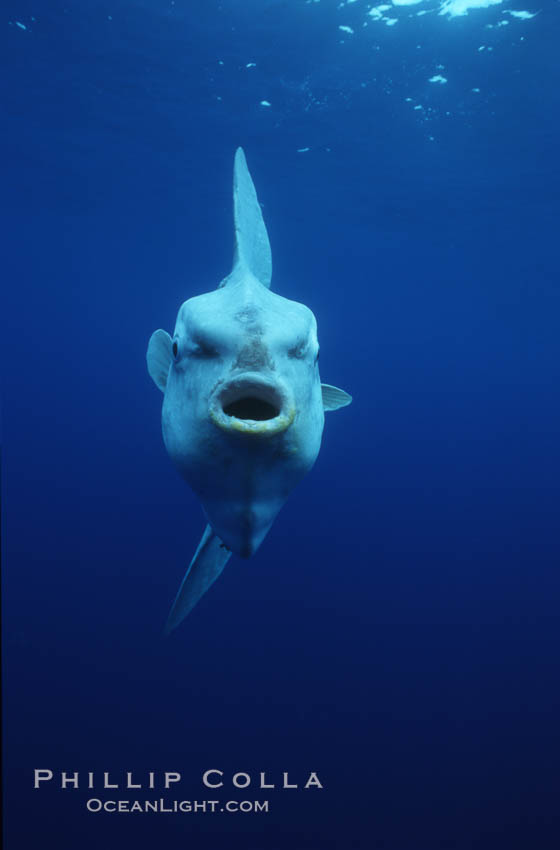 Ocean sunfish, open ocean. San Diego, California, USA, Mola mola, natural history stock photograph, photo id 03317