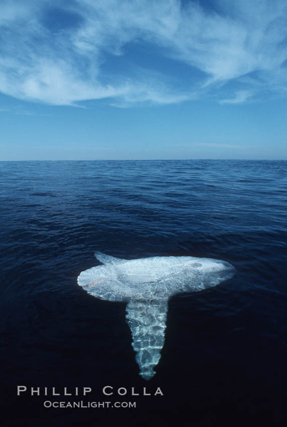 Ocean sunfish, sunning/basking at surface, open ocean. San Diego, California, USA, Mola mola, natural history stock photograph, photo id 03497