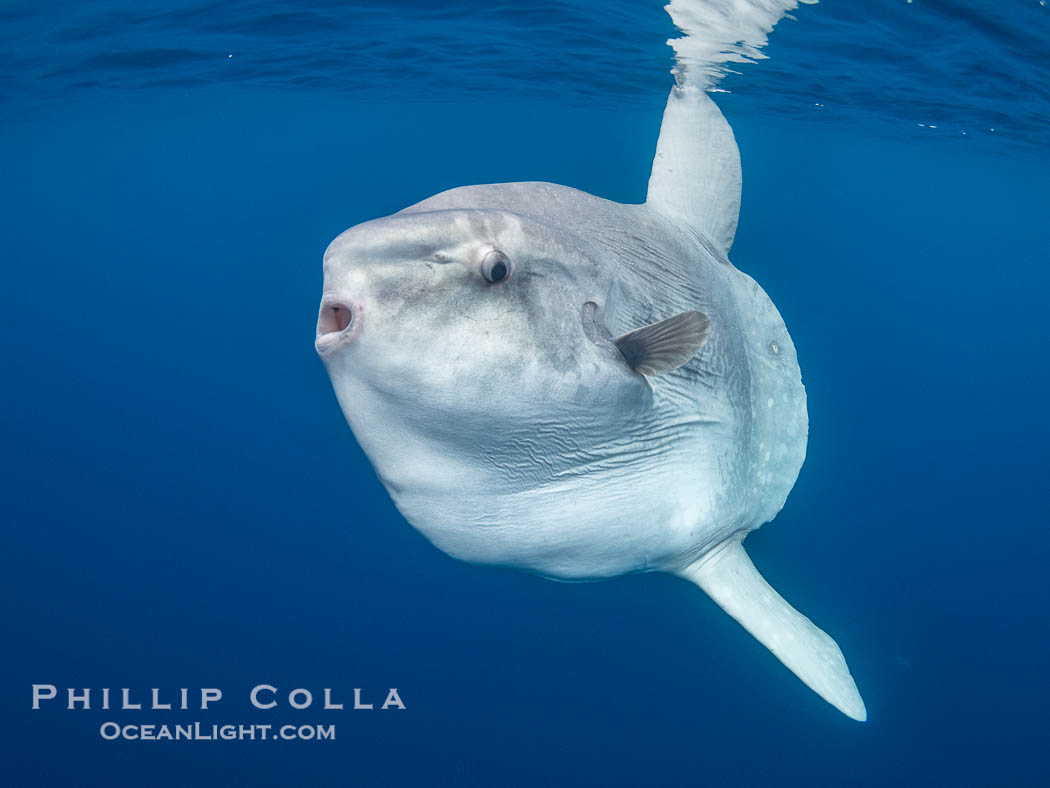 Ocean Sunfish (Mola mola) Offshore of San Diego, Mola mola Ocean Sunfish (Mola mola) Offshore of San Diego, Mola mola