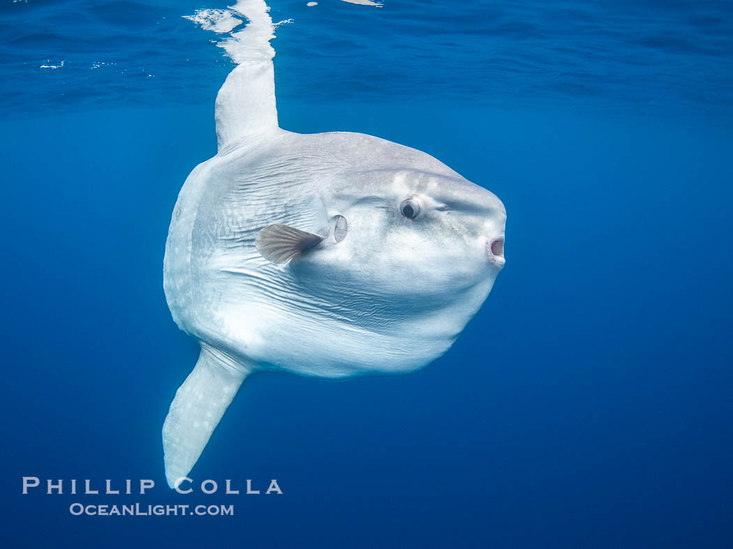 Ocean Sunfish (Mola mola) Offshore of San Diego. California, USA, Mola mola, natural history stock photograph, photo id 40975