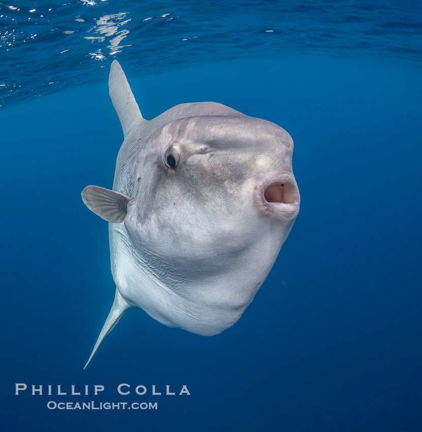 Ocean Sunfish (Mola mola) Offshore of San Diego. California, USA, Mola mola, natural history stock photograph, photo id 40981
