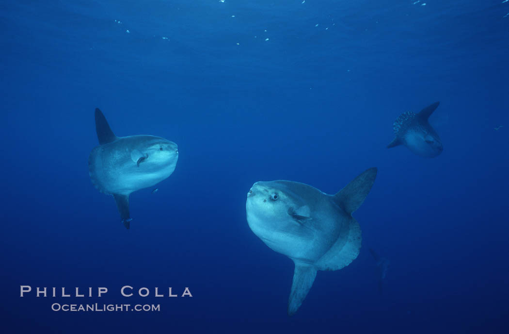 Ocean sunfish schooling, open ocean near San Diego. California, USA, Mola mola, natural history stock photograph, photo id 03624