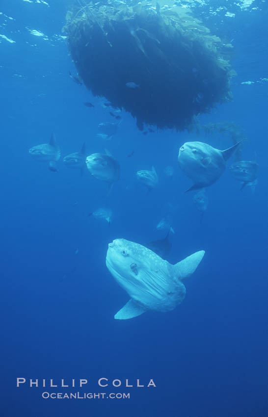 Ocean sunfish schooling near drift kelp, soliciting cleaner fishes, open ocean, Baja California., Mola mola, natural history stock photograph, photo id 06368