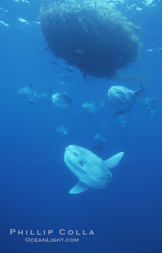 Ocean sunfish schooling near drift kelp, soliciting cleaner fishes, open ocean, Baja California., Mola mola, natural history stock photograph, photo id 06368