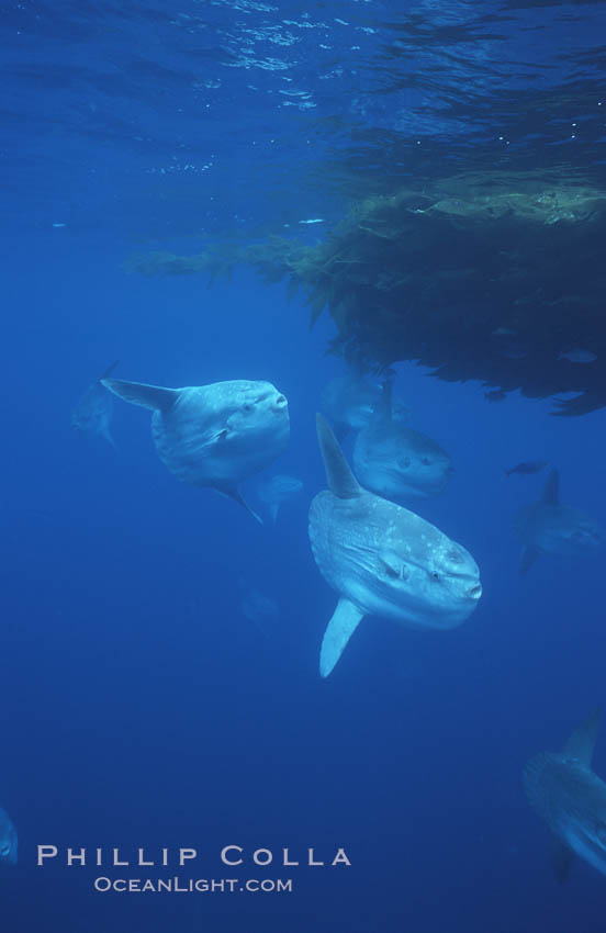 Ocean sunfish schooling near drift kelp, soliciting cleaner fishes, open ocean, Baja California., Mola mola, natural history stock photograph, photo id 06372