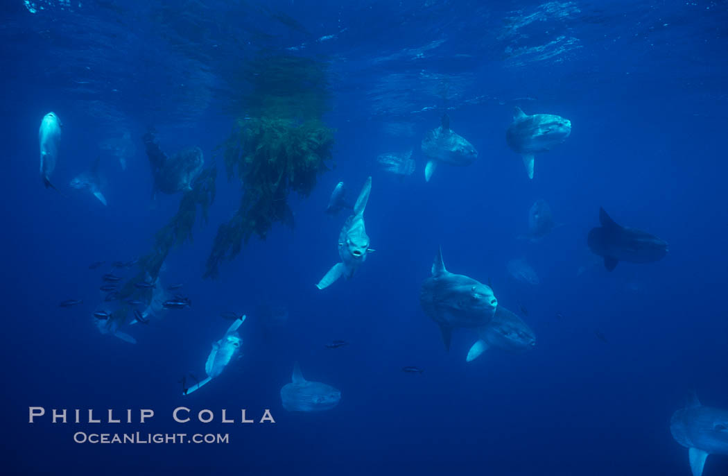 Ocean sunfish schooling near drift kelp, soliciting cleaner fishes, open ocean, Baja California., Mola mola, natural history stock photograph, photo id 06388