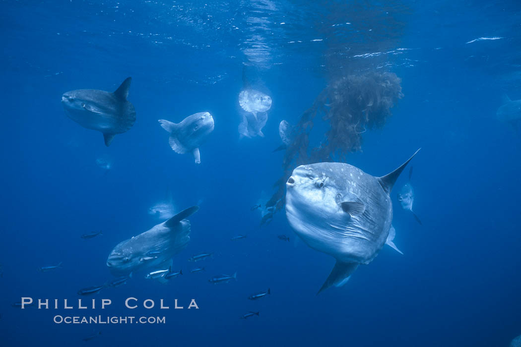Ocean sunfish schooling near drift kelp, soliciting cleaner fishes, open ocean, Baja California., Mola mola, natural history stock photograph, photo id 06400