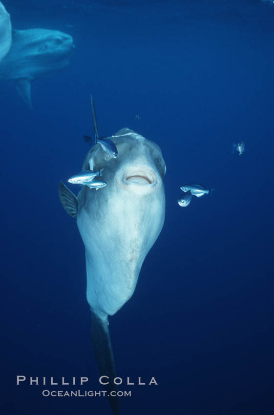 Ocean sunfish, soliciting cleaner fishes, open ocean, Baja California., Mola mola, natural history stock photograph, photo id 06412