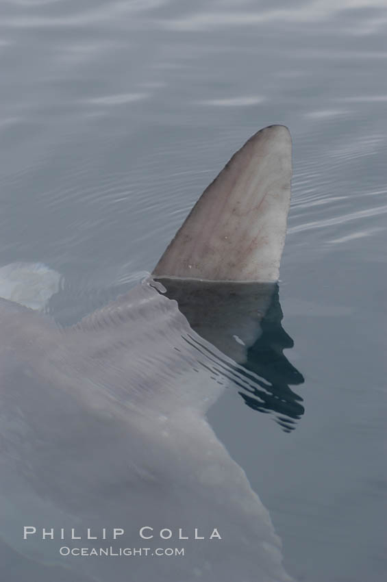 Ocean sunfish swimming with its dorsal fin breaking the ocean surface (sometimes mistaken for a shark).  Open ocean. San Diego, California, USA, Mola mola, natural history stock photograph, photo id 07176