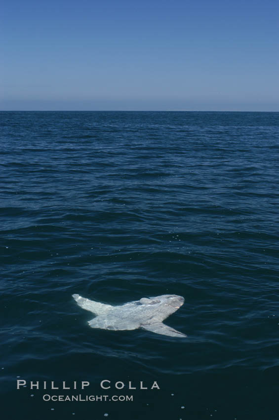 Ocean sunfish basking flat on the ocean surface.  Open ocean offshore of San Diego. California, USA, Mola mola, natural history stock photograph, photo id 07516