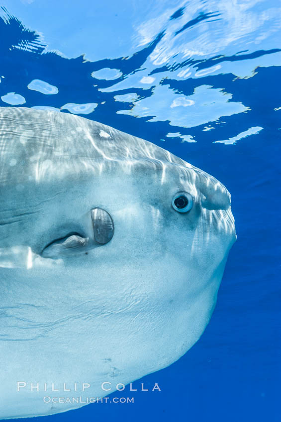 Eye (right), round gill operculum and tiny pectoral fin (left) of an ocean sunfish, open ocean. San Diego, California, USA, Mola mola, natural history stock photograph, photo id 10012