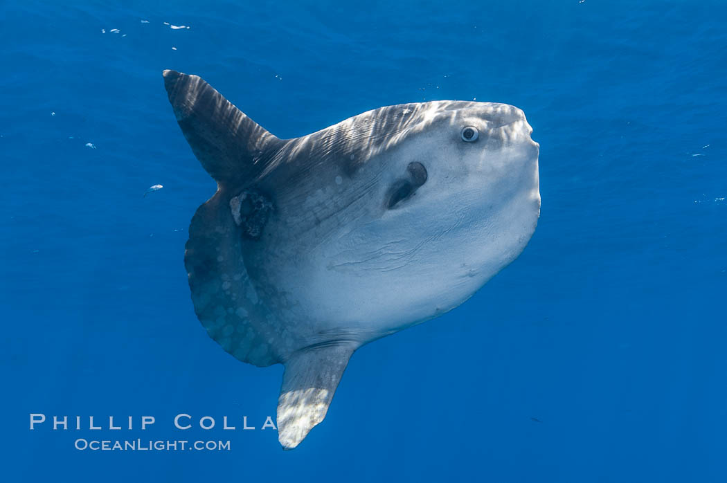 Ocean sunfish hovers near drift kelp to recruite juvenile fish to remove parasites, open ocean. San Diego, California, USA, Mola mola, natural history stock photograph, photo id 10020