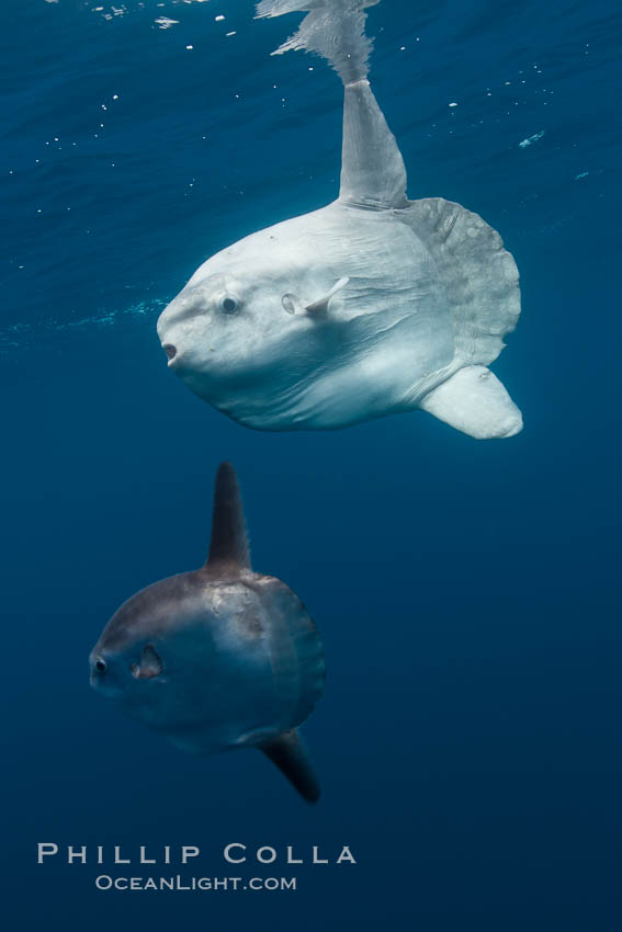 Ocean sunfish, juvenile and adult showing distinct differences in appearance, open ocean. San Diego, California, USA, Mola mola, natural history stock photograph, photo id 26052