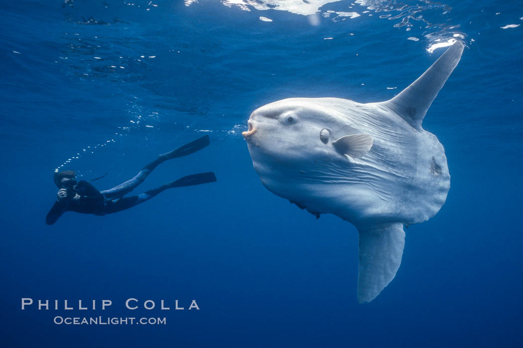 Ocean sunfish and photographer, open ocean. San Diego, California, USA, natural history stock photograph, photo id 36296