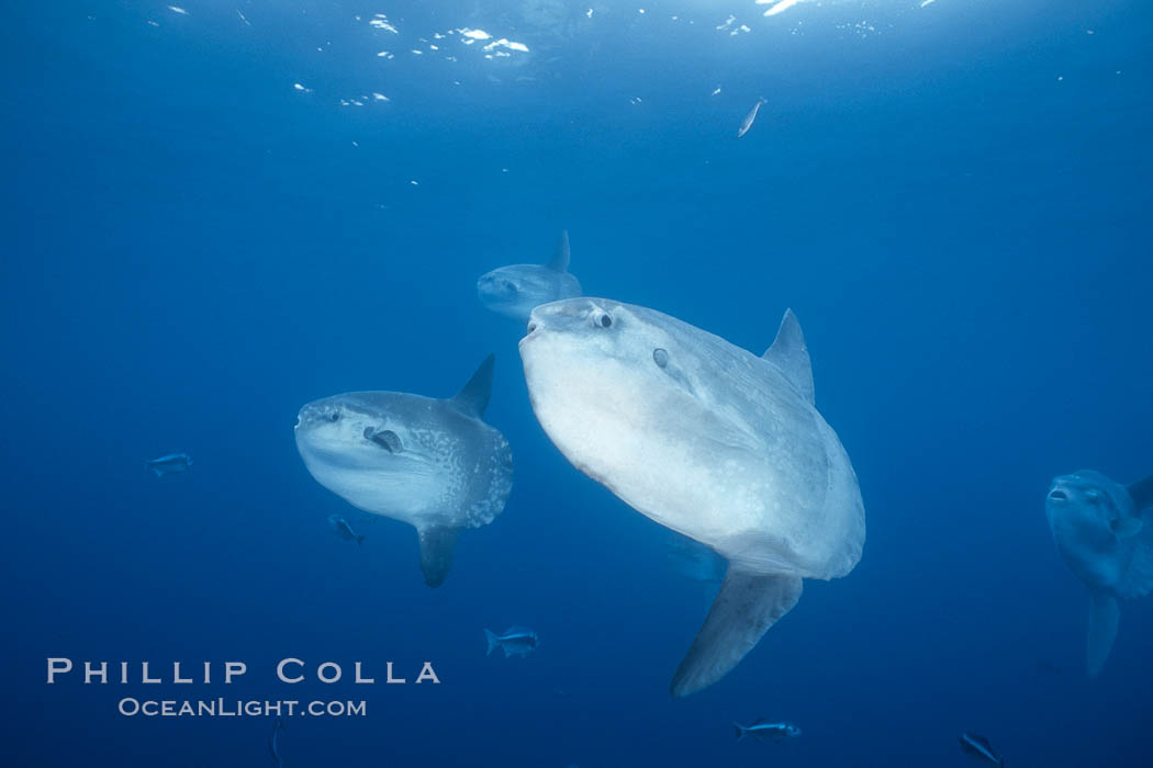 Ocean sunfish schooling, open ocean, Baja California., natural history stock photograph, photo id 36300