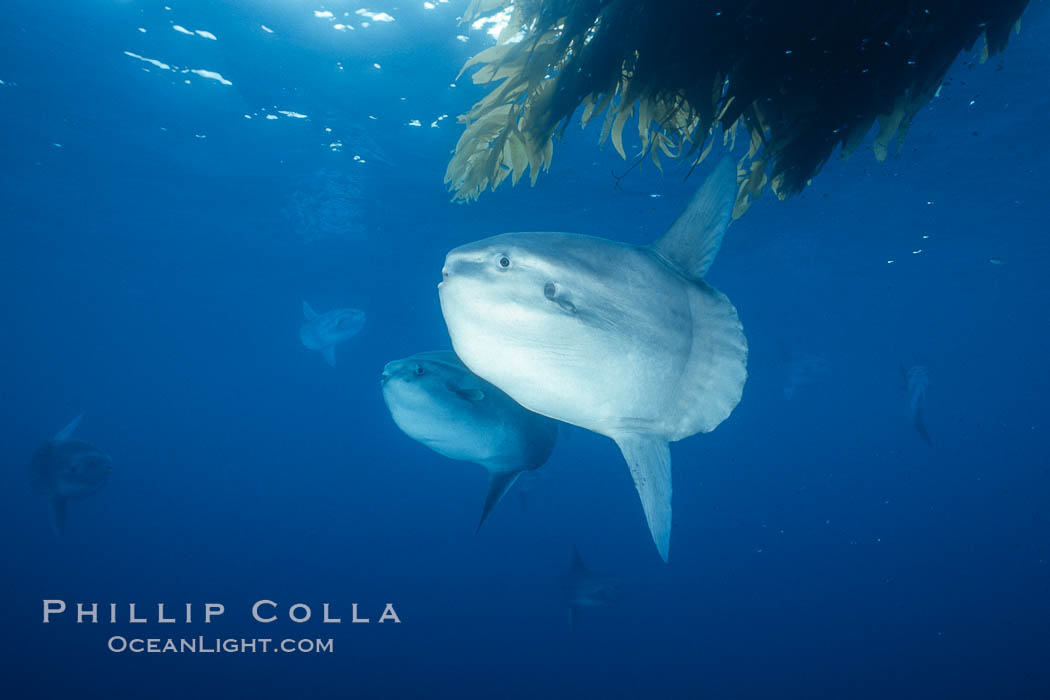 Ocean sunfish near drift kelp, soliciting cleaner fishes, open ocean, Baja California., natural history stock photograph, photo id 36304