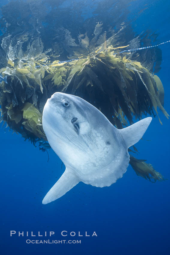 Ocean sunfish near drift kelp, soliciting cleaner fishes, open ocean, Baja California., natural history stock photograph, photo id 36308