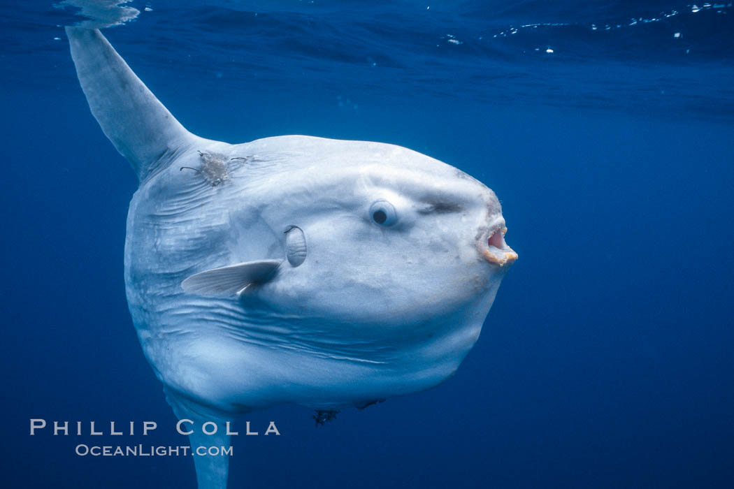 Ocean sunfish portrait, open ocean near San Diego., natural history stock photograph, photo id 36312