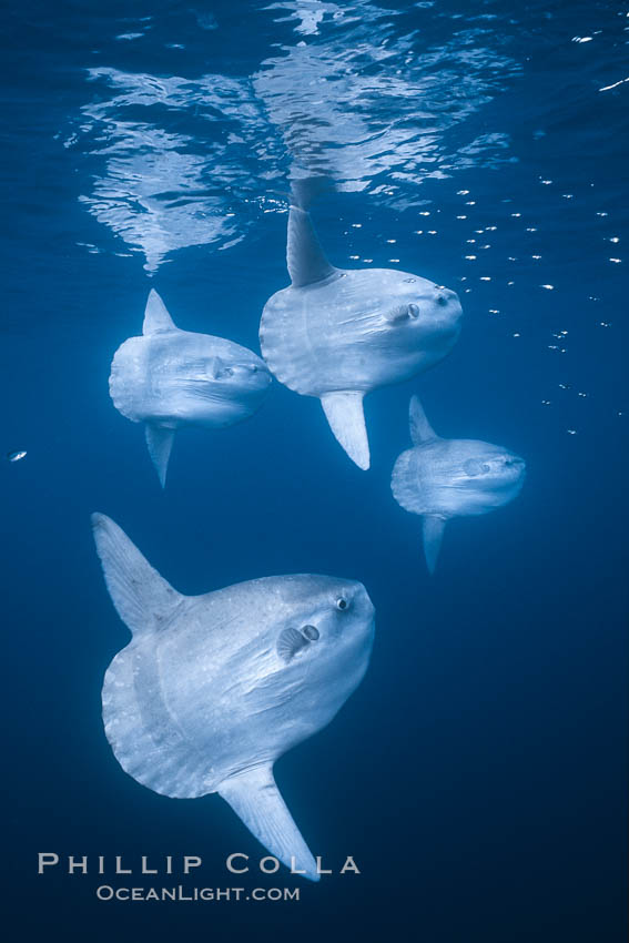 Ocean sunfish schooling, open ocean, Baja California., natural history stock photograph, photo id 36316